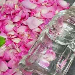 گلاب خانگی آذربایجان