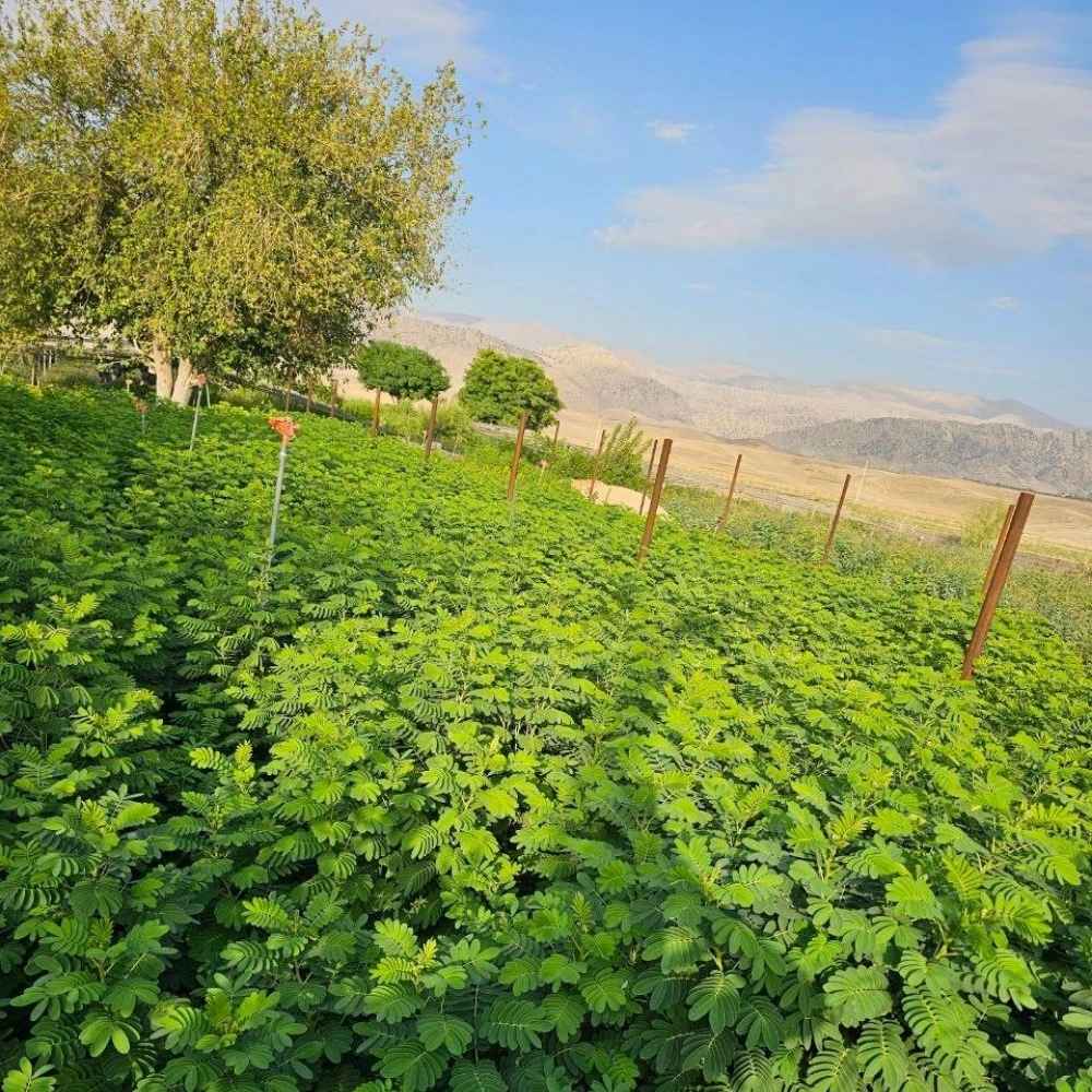 برهان گلی