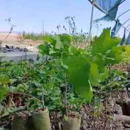 نهالستان رویش نهال نائبی