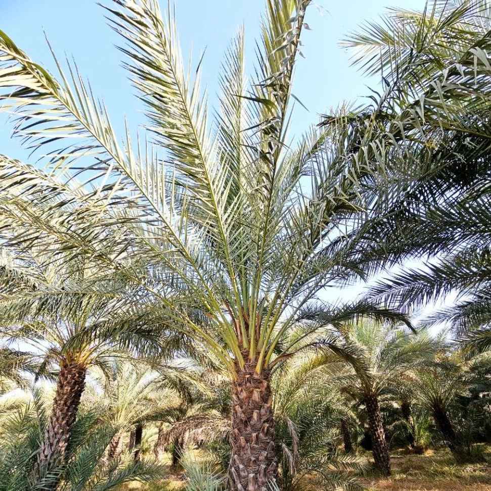 نخل خرما
