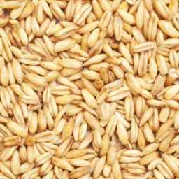 خوراک دام و طیور مختومی
