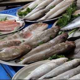 هایپر فیش موسوی