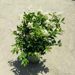 گل فروشی غنمی
