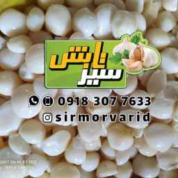 فروشگاه سیر مروارید تابش