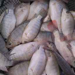 ماهی فروشی تیلاپیای خاتم