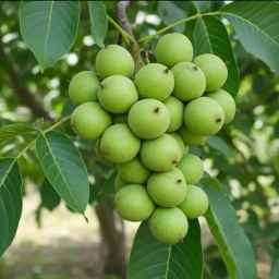 نهالستان رویال گردو ملکی