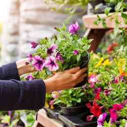 گلفروشی گل یاس در کیش