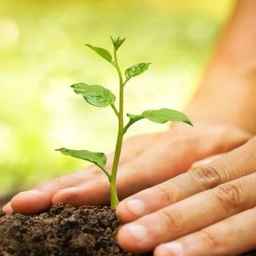 نهالستان رویال امیر در میاندوآب 09149805679