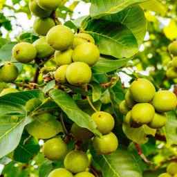 نهالستان ایران گردو نوین در آذربایجان غربی