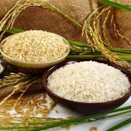 تولیدی برنج گیلان خزر در لشت نشا