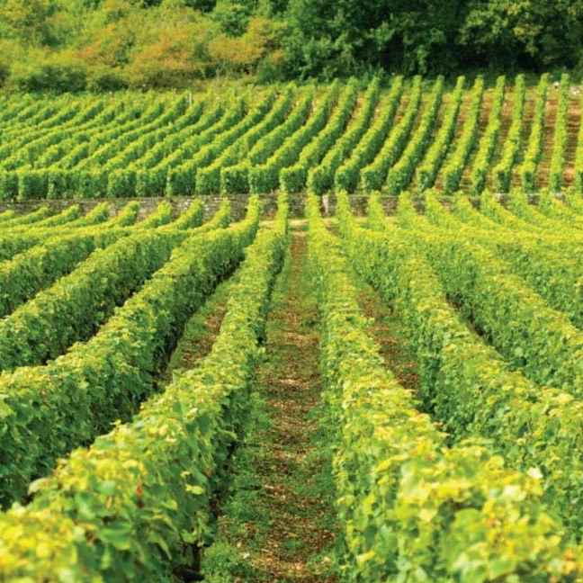 محصولات موجود