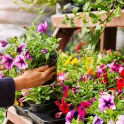 گل فروشی احسان کلاسیک در ارومیه