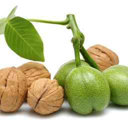 خرید و فروش نهال گردو پیوندی و گردو چندلر اقلیم پارسیان در ساری مازندران