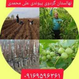 نهالستان گردوی پیوندی نازنین در دشت الشتر