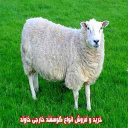 خرید و فروش انواع گوسفند خارجی خاوند در جیرفت