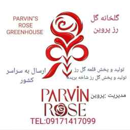 Provin Dutch rose cuttings production and distribution in Yasouj