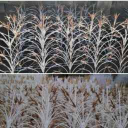 حفاظ آفرینش در شیراز