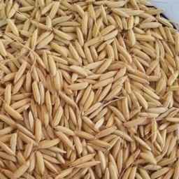 پرورش و فروش بذر برنج باکسی شالی درآستانه اشرفیه گیلان