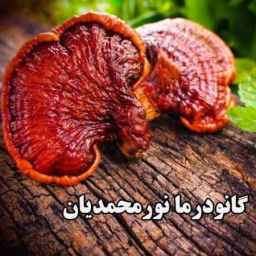 Ganoderma Nurmohamedian, Kerman'da saf Ganoderma mantarının üretimi ve dağıtımı