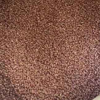 بذر هیبرید گندم