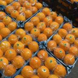 تره بار فریبرز، فروش و بسته بندی میوه و تره بار در رودان هرمزگان