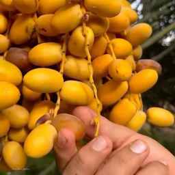فروشگاه هیوا، فروش و بسته بندی خرما در فارس
