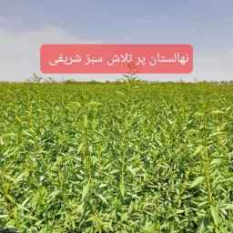 نهالستان پرتلاش سبز شریفی