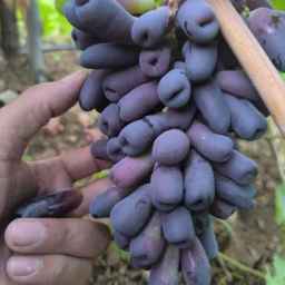 نهالستان عزیزی