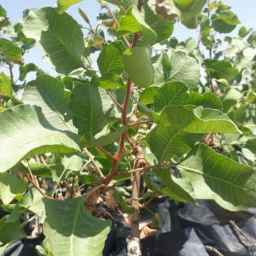 نهالستان پسته ادوی