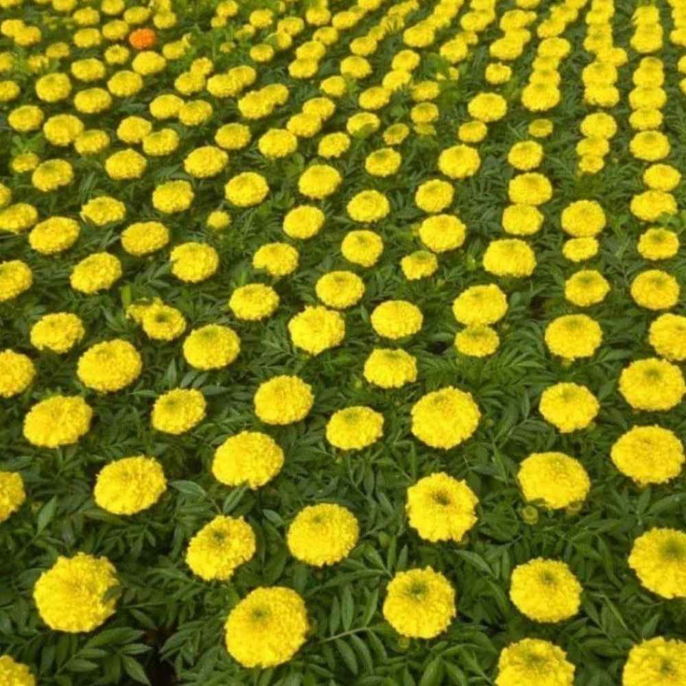 گل های زینتی