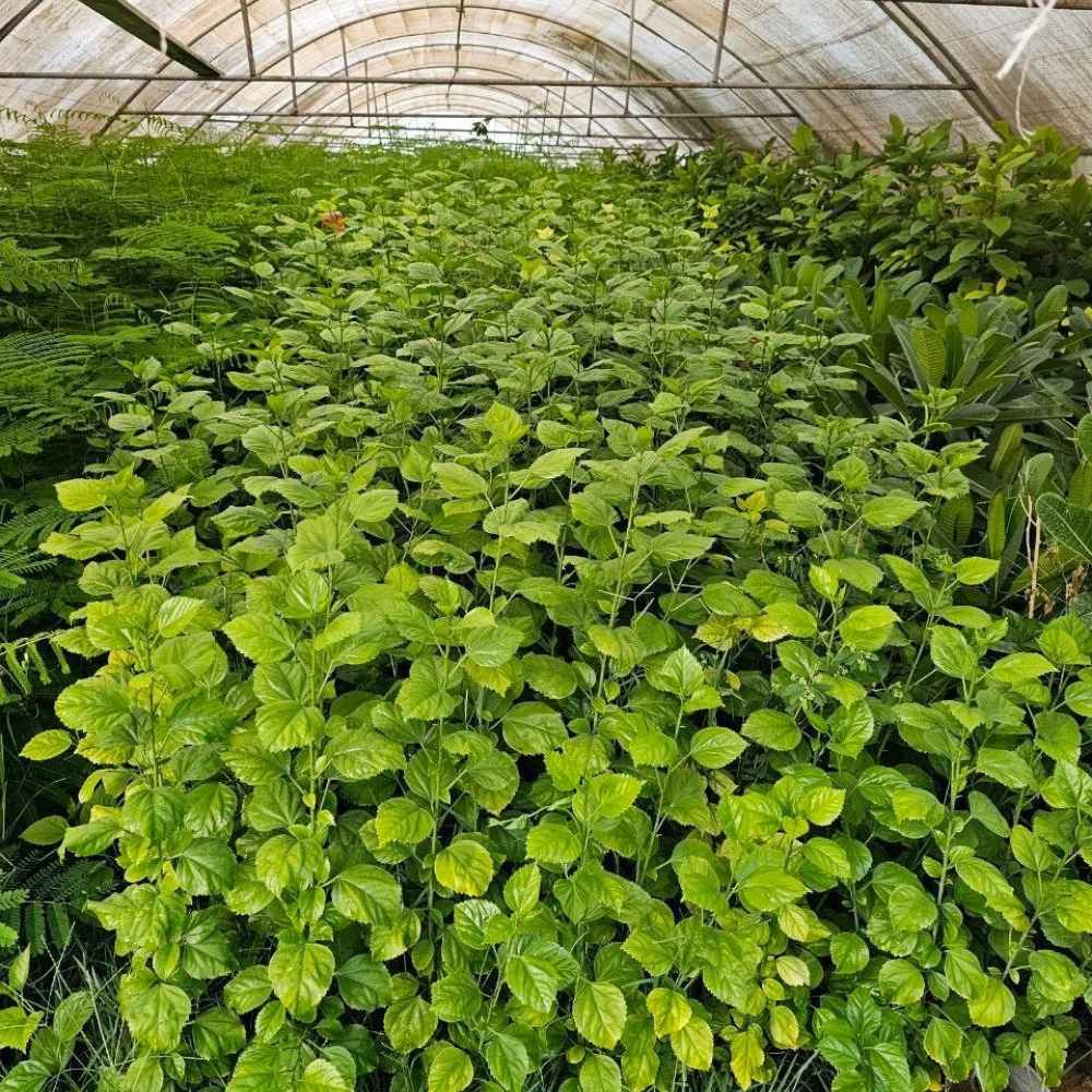 ختمی‌ چینی