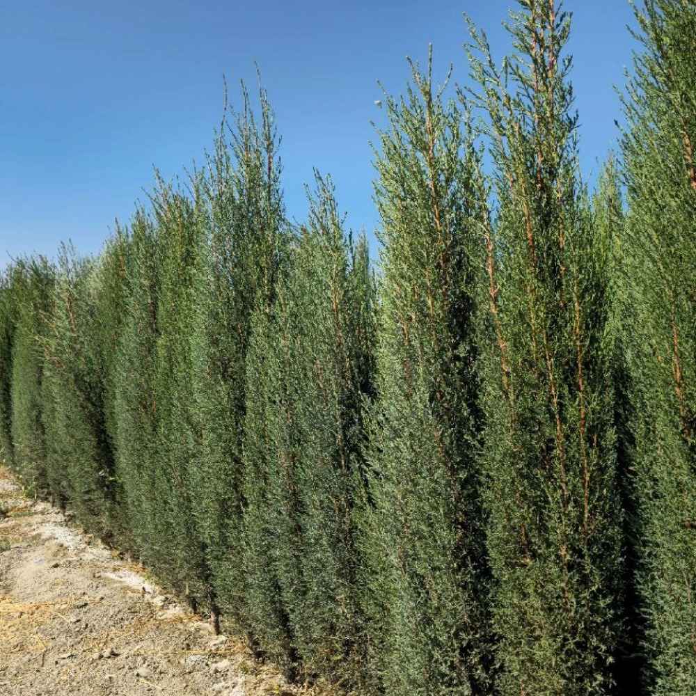 نهال سرو ناز