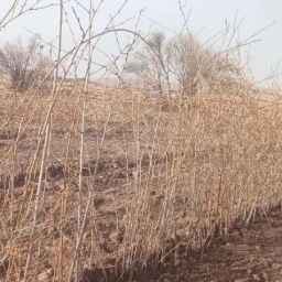 نهالستان سلیمی