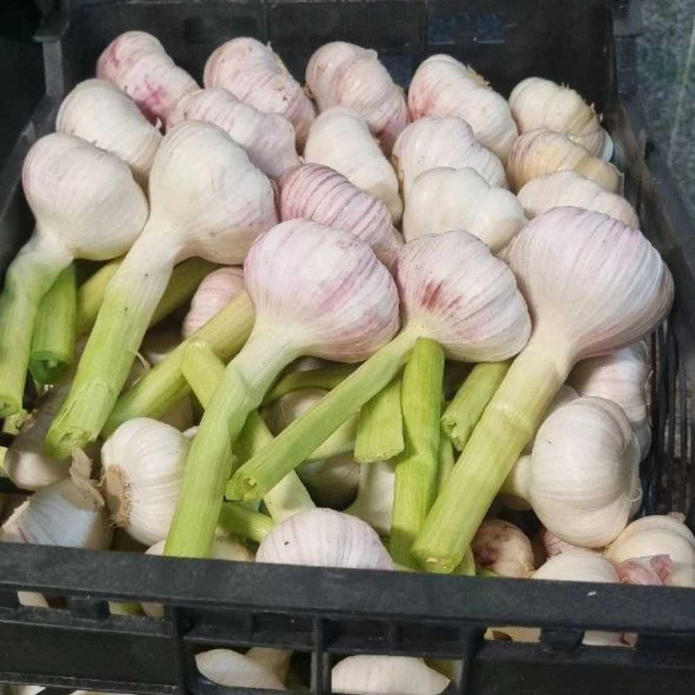سیر