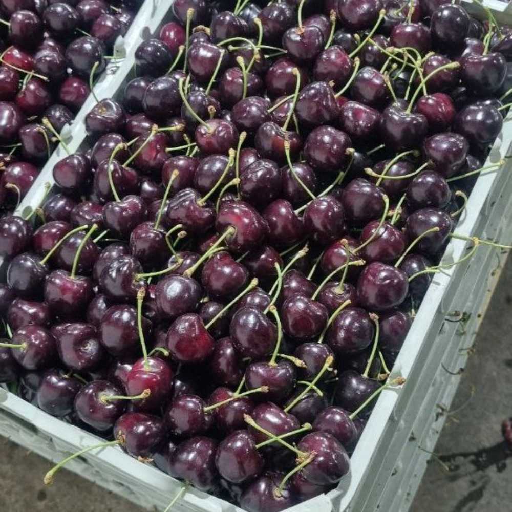 گیلاس