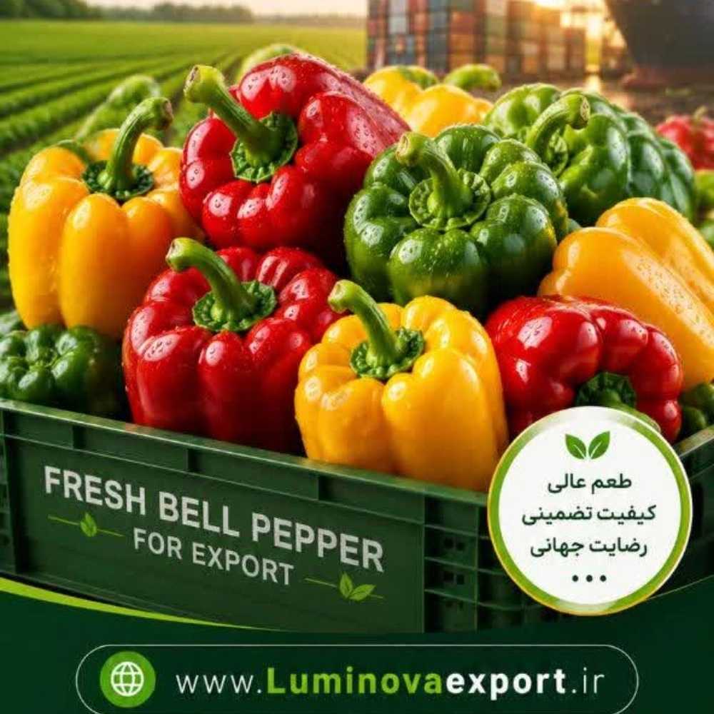 فلفل دلمه‌ای رنگی تازه
