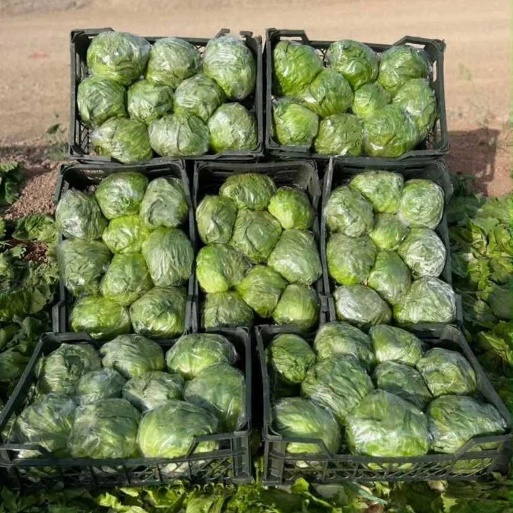 کاهو آیسبرگ تازه