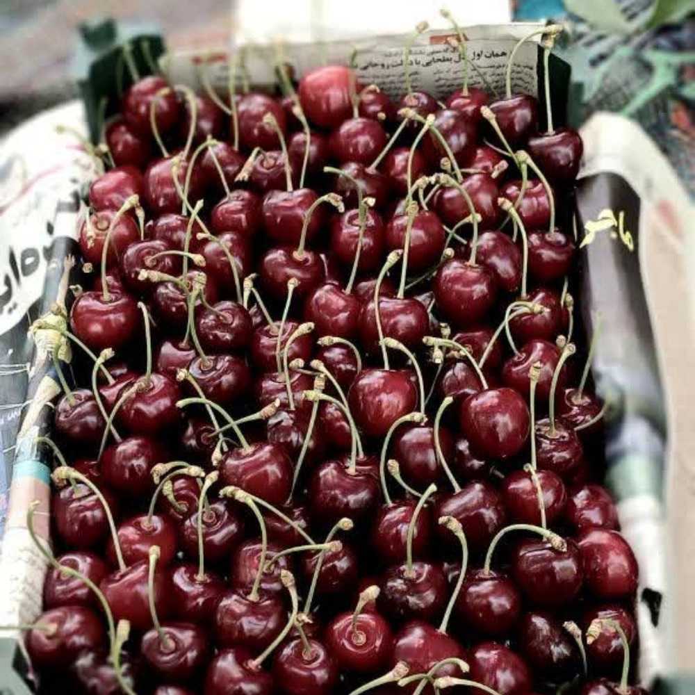 گیلاس تکدانه صادراتی