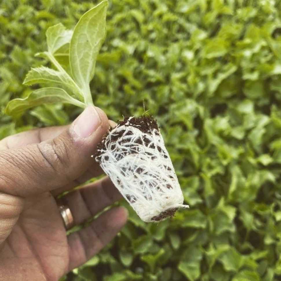نشا طالبی