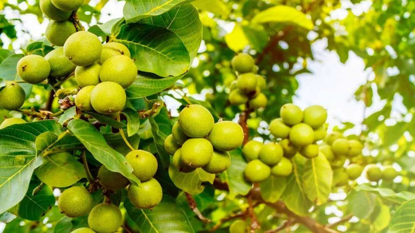 نهالستان احسان میرزایی در میاندوآب