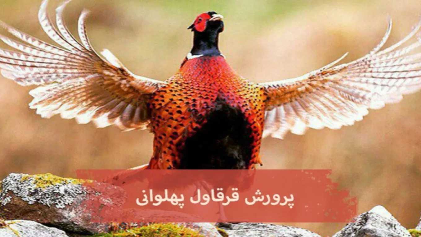پرورش قرقاول پهلوانی در مشهد