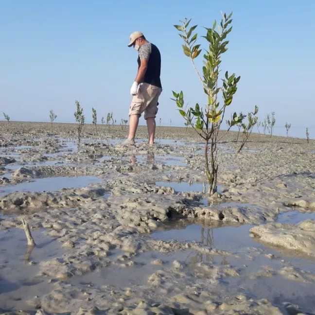 کاشت نهال برای حفظ جنگل حرا