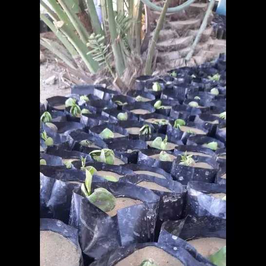 کاشت نهال برای حفظ جنگل حرا