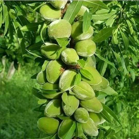 نهال بادام