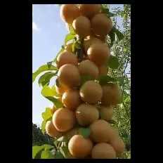 میوه