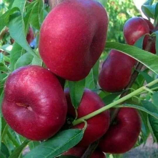 میوه