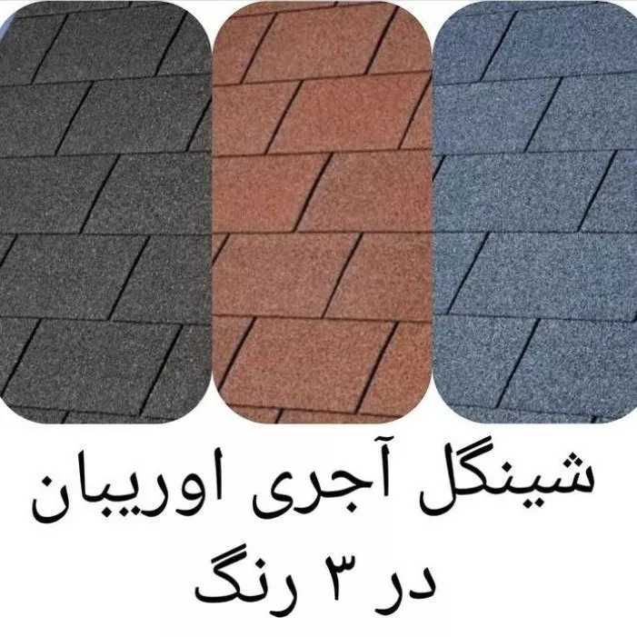 شینگل