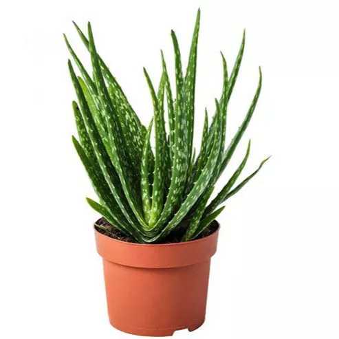 گل