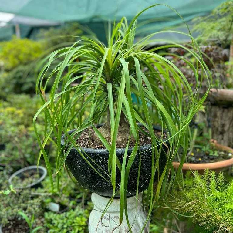 محصولات مجموعه ی گیل گل