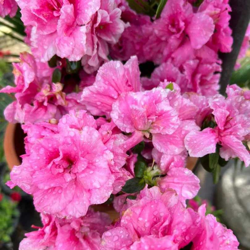 محصولات مجموعه ی گیل گل